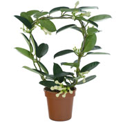 Jasmin de Madagascar / Stephanotis floribunda